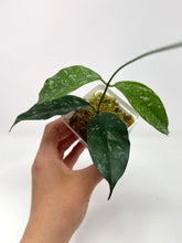 Load image into Gallery viewer, Hoya Cystiantha Splash