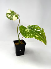 Load image into Gallery viewer, Philodendron Gloriosum Variegated B