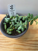 Load image into Gallery viewer, 58. Sedum Morganianum ‘Burro’s Tail’