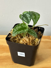 Load image into Gallery viewer, 165. Scindapsus Silver Lady