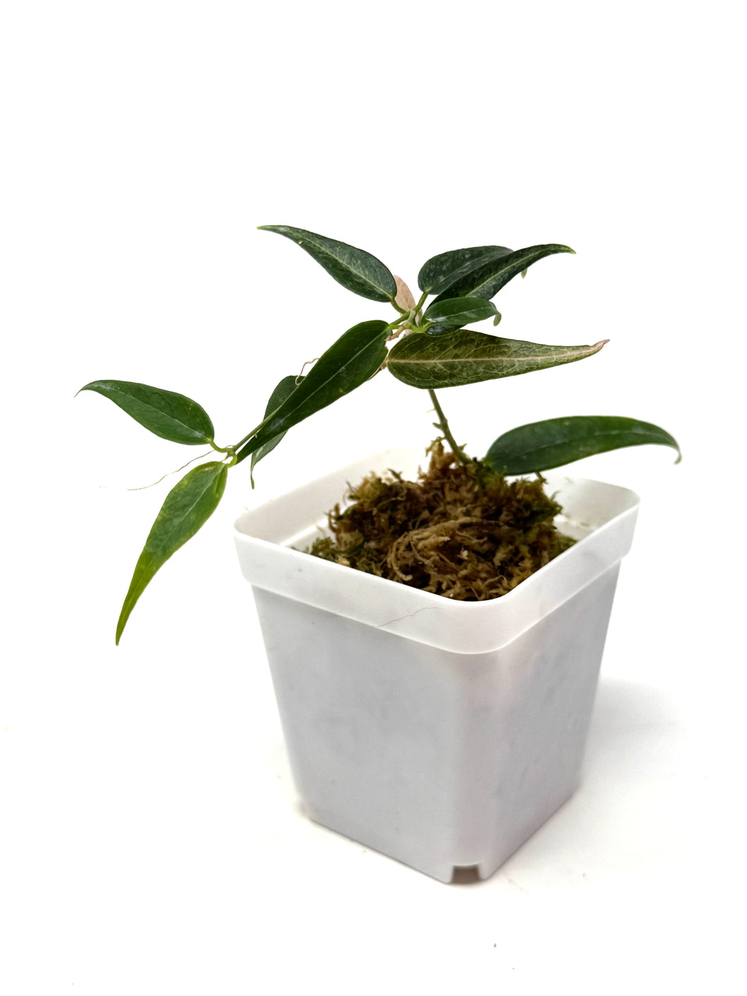 Hoya Leucantha
