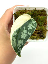 Load image into Gallery viewer, Scindapsus Mayari Variegated H