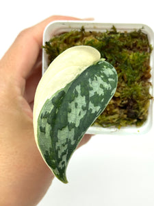 Scindapsus Mayari Variegated H