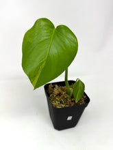 Load image into Gallery viewer, Monstera Deliciosa Aurea Variegated B