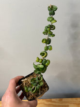 Load image into Gallery viewer, 73. Hoya Carnosa Compacta