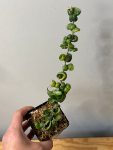 73. Hoya Carnosa Compacta