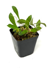 Load image into Gallery viewer, Hoya Pubera