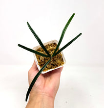 Load image into Gallery viewer, Hoya Insularis