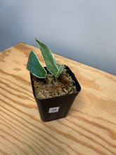 Load image into Gallery viewer, 16. Hoya Kenejiana Albo Variegated