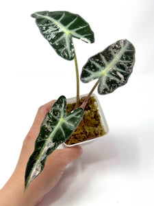 Alocasia Bambino Pink Variegated H