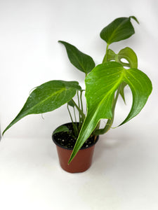 Monstera Burle Marx Flame (large size)