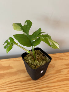 23. Rhaphidophora Tetrasperma Variegated
