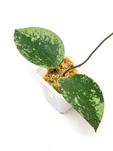 Load image into Gallery viewer, Hoya Glabra Silver A