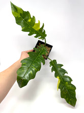 Load image into Gallery viewer, Philodendron Ring of Fire