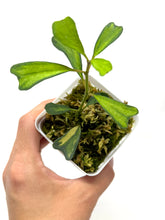 Load image into Gallery viewer, Hoya Manipurensis Variegated B