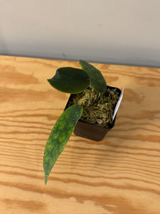 302. Hoya Kaimuki