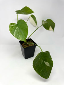 Monstera Deliciosa Albo Variegated I