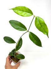 Load image into Gallery viewer, Hoya Cystiantha