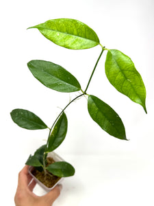 Hoya Cystiantha