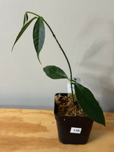 Load image into Gallery viewer, 136. Hoya Cystiantha Splash (reverted)