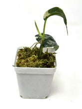 Load image into Gallery viewer, Scindapsus Mayari Variegated C