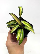 Load image into Gallery viewer, Hoya Kentiana Variegated