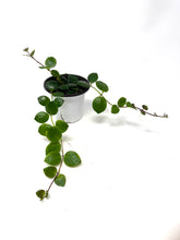 Load image into Gallery viewer, Aeschynanthus Radicans Thai Pink