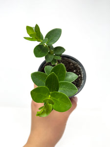 Hoya Densifolia