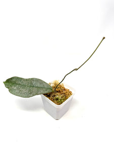 Hoya Mitrata Silver A