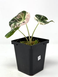 Alocasia Black Velvet Variegated B