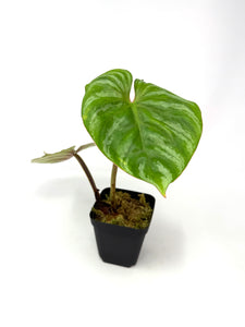 Philodendron Plowmanii