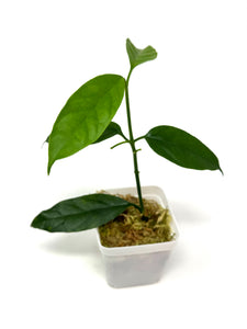 Hoya Decipulae