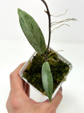 Load image into Gallery viewer, Hoya Pubicalyx Pink Silver Ghost C