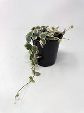 Load image into Gallery viewer, Ceropegia Woodii “String of Hearts” Variegated