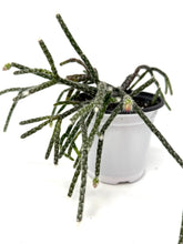 Load image into Gallery viewer, Rhipsalis Pilocarpa (ships within Canada only)