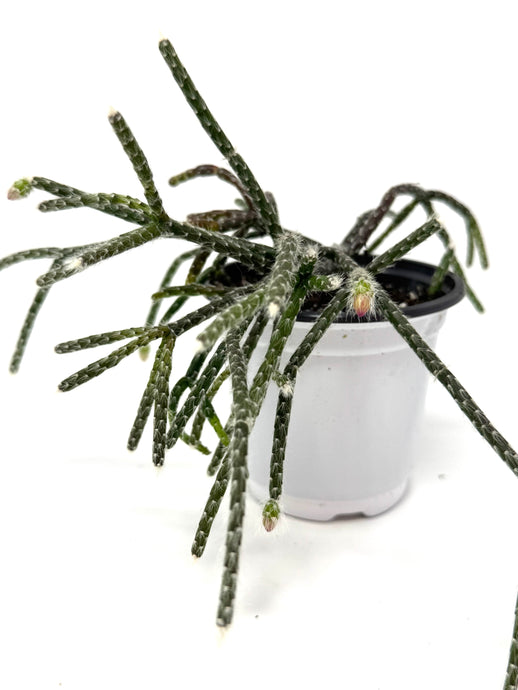 Rhipsalis Pilocarpa (ships within Canada only)