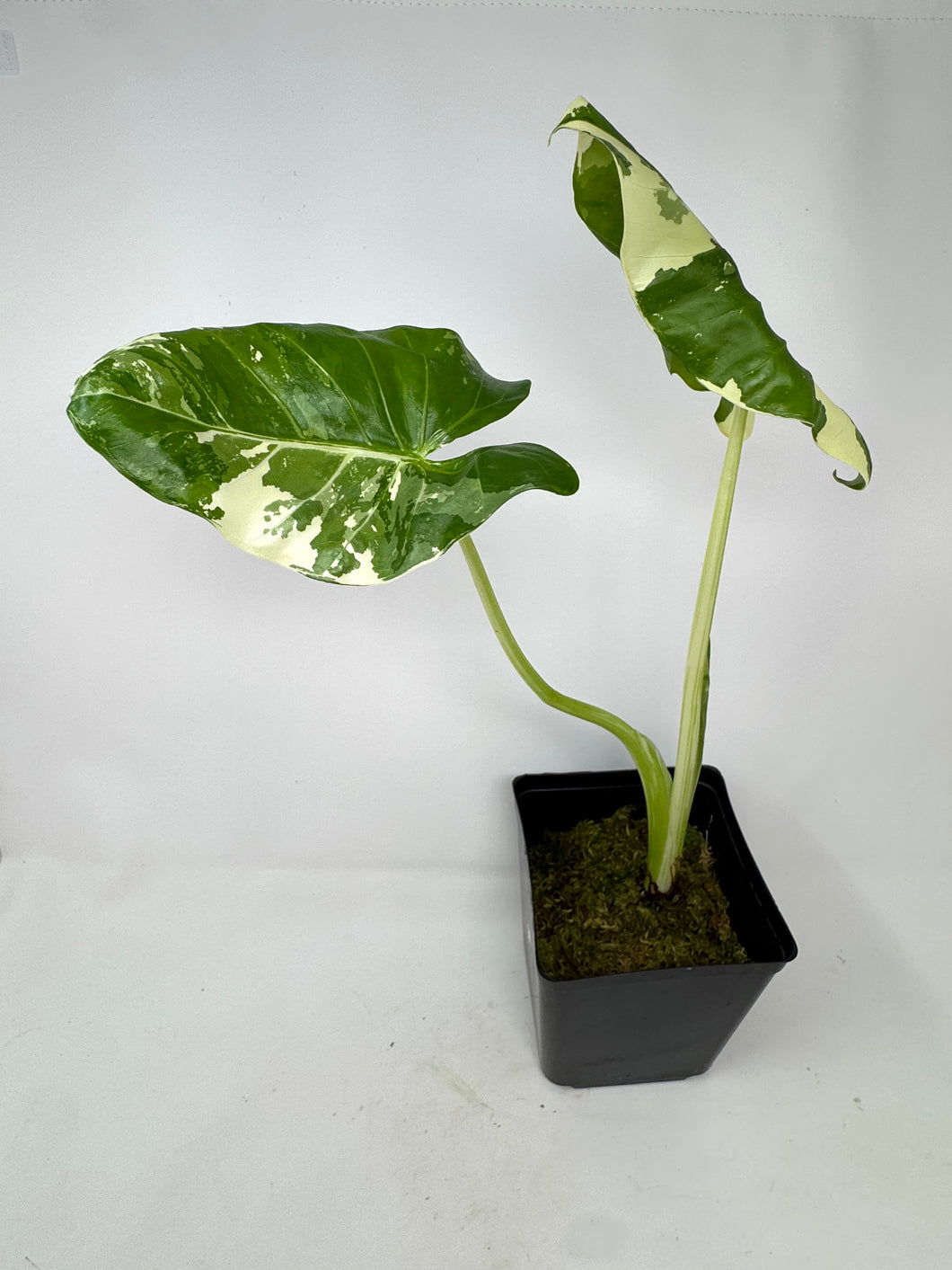 Alocasia Maccrorhiza Variegated B