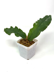 Hoya Undulata ‘Red Leaves’ Splash