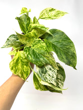 Load image into Gallery viewer, Epipremnum Aureum “Marble Queen”