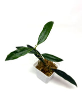 Load image into Gallery viewer, Hoya Greenii