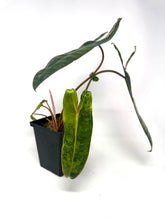 Load image into Gallery viewer, Philodendron Billietiae Variegated D