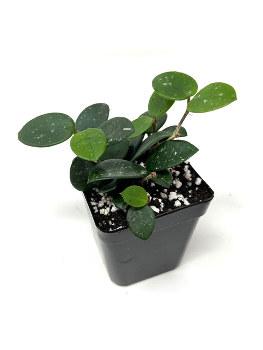 Hoya Mathilde