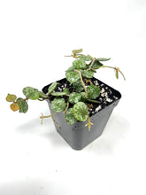 Load image into Gallery viewer, Hoya Curtisii
