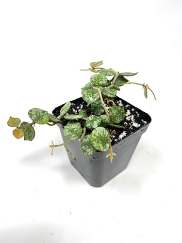 Hoya Curtisii