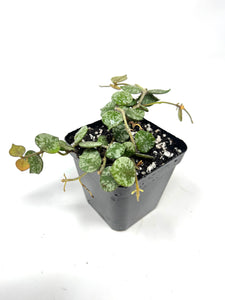 Hoya Curtisii