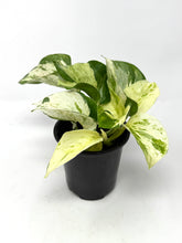 Load image into Gallery viewer, Epipremnum Aureum &#39;Manjula&#39;