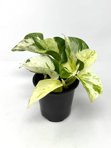 Epipremnum Aureum 'Manjula'