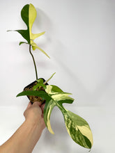 Load image into Gallery viewer, Philodendron Florida Beauty D