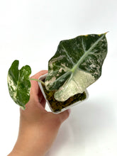 Load image into Gallery viewer, Alocasia Amazonica Variegated C