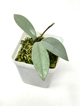 Load image into Gallery viewer, Hoya Wilbur Graves Silver B